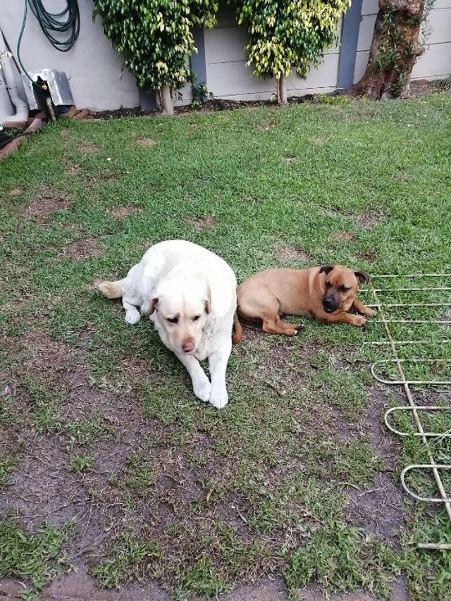 Pet Sitter in Cape Town , Cape Town Cape Town Kya Pet Sitting