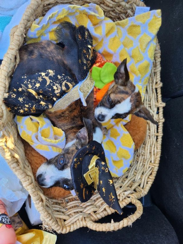 Pet Boarding in Marietta, smyrna, ke, Marietta Mcgruff Pups