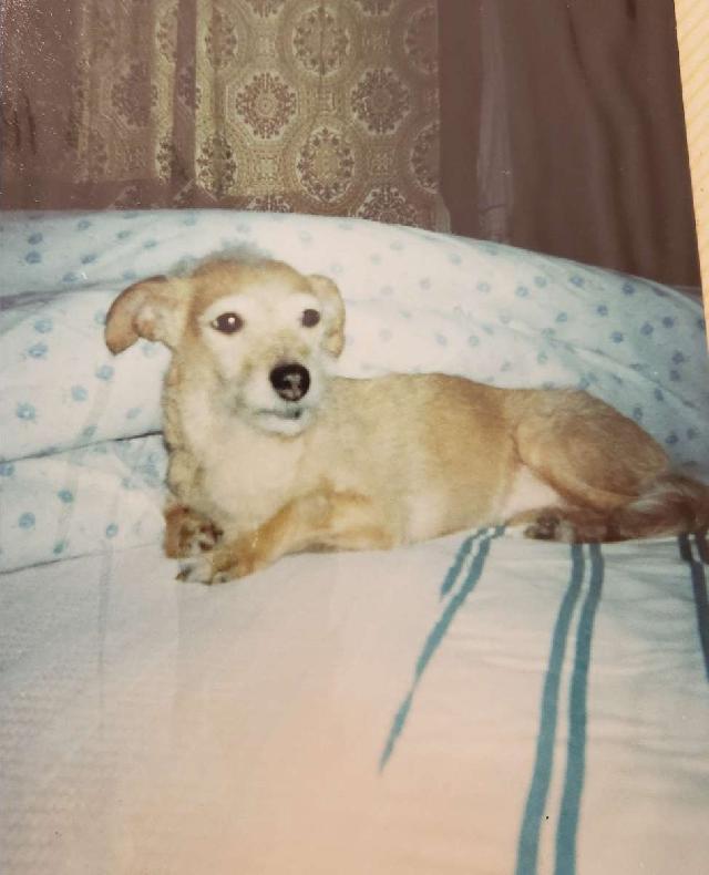 Pet Boarding in otay ranch town ctr, Chula Vista Easlake Dog Boarding