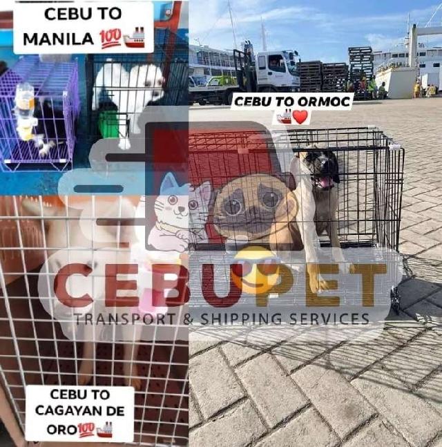 Dog, Cat Taxi Transport in Cebu City, Cebu City Cebu Pet