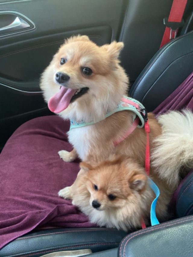 Pet Hotel Home Pet Boarding in Abu Dhabi Al Muror, Abu Dhabi Your Trusted Pet Buddy