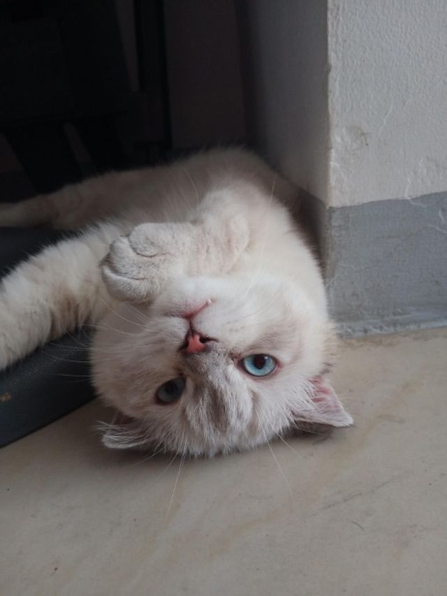 Pet Hotel Home Pet Boarding in b road 17 bahay toro, Quezon City Cat