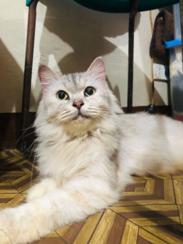 Pet Hotel Home Pet Boarding in Commonwealth,*****Ci, Quezon City Purr