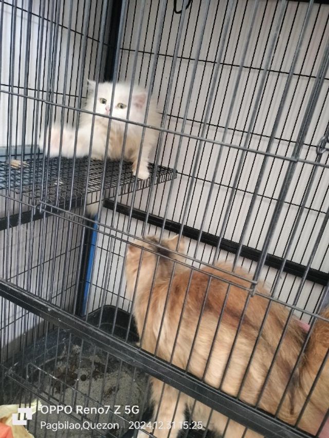 Pet Sitter in Metro Manila NCR, Ta, Quezon City Hrd Pet Sitter