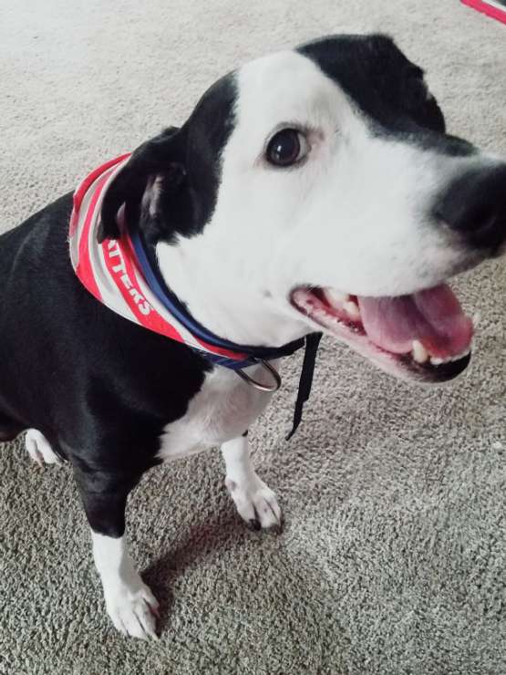 Dog Boarding in South Carolina 544, Conway Conway Bow Wow Re'treat