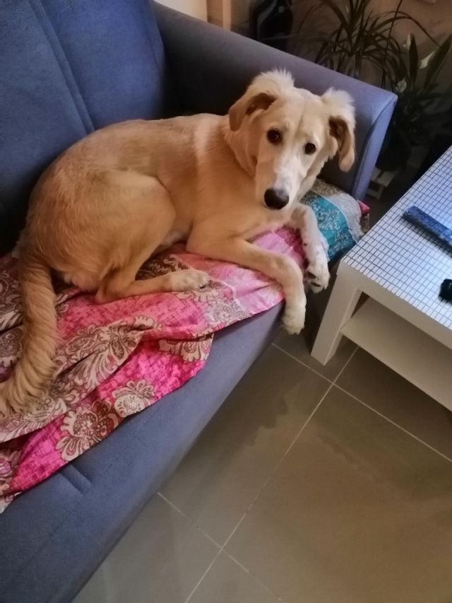 Pet Hotel Home Pet Boarding in B ring road , Doha Happy Petcation