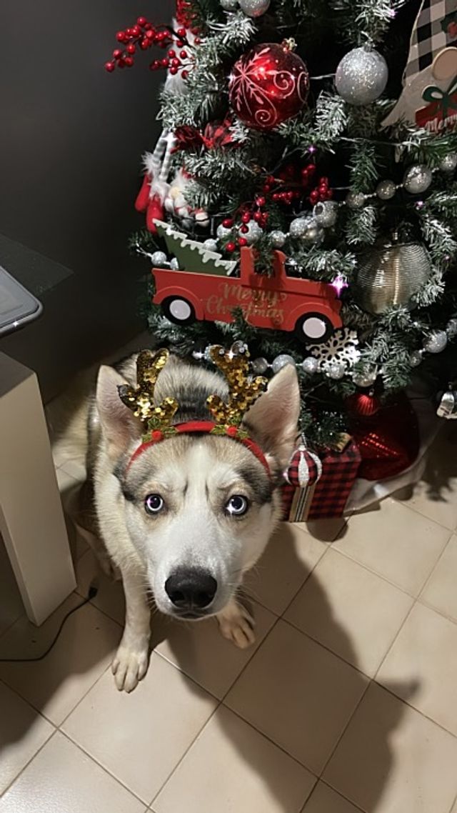 Dog Walking in Bayamón Guaynabo dor, Bayamon Nana’bayamónpr