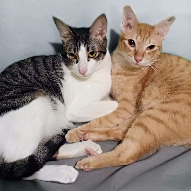 Pet Hotel Home Pet Boarding in Easy Wash Dry Go Lau, Quezon City Cat