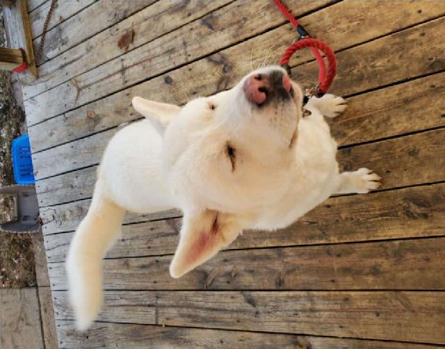 pet boarding and training