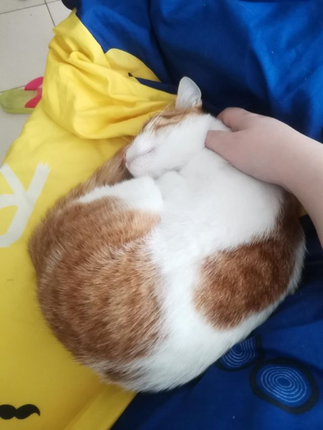 Pet Hotel Home Pet Boarding in Dubai Production Cit, Dubai Sana, Your