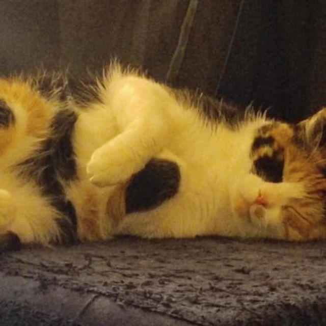 Pet Hotel Home Pet Boarding in Oeiras; Santo antóni, Abu Dhabi Joana's Pets PetBacker Abu Dhabi