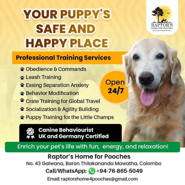 Behavior Modification Dog House Training Services Pet Hotel Home