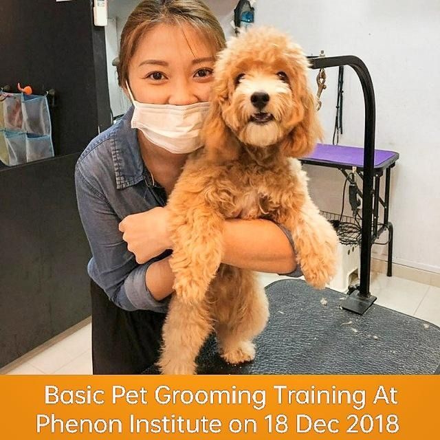 Pet Grooming in Bukit Panjang, Bangk, Yishun Evy Pet Grooming