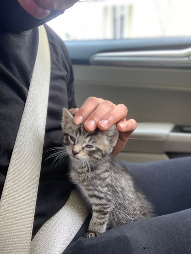 Pet Daycare in Wiesbaden , Wiesbaden Cat’s And Dog’s Care In