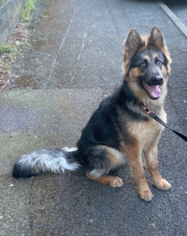 Dog Walking in Derby, Derby DE7 Dog Walking Derby PetBacker