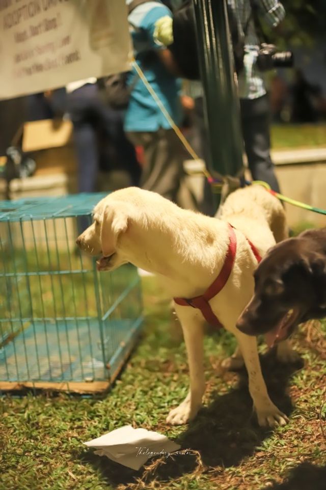 Pet Taxi Transport in Ernakulam, Kochi Paw Taxi Cochin