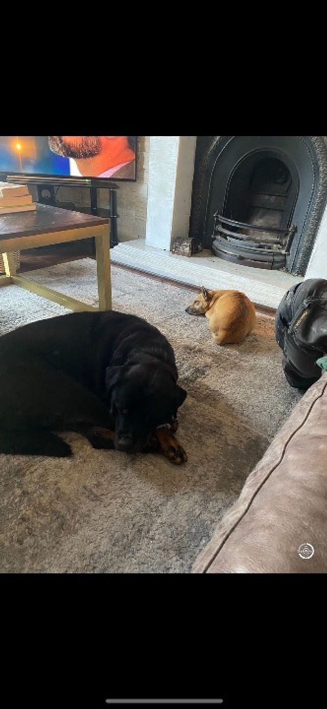 Pet Hotel Home Pet Boarding in Meelick county Clare, Creature