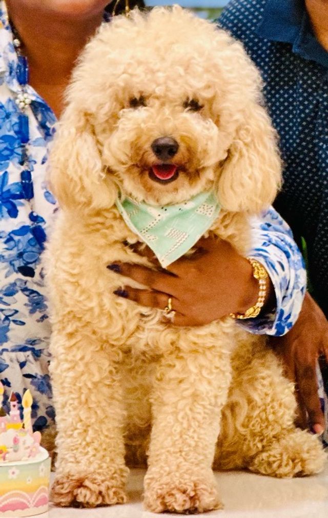 Pet Daycare in Jurong , Jurong East, Jurong West Symba’s Pet Boarding