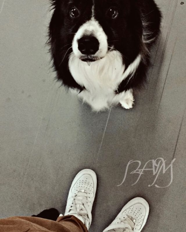 Pet Hotel Home Pet Boarding in Abu dhabi, Abu Dhabi Fluffy Pet