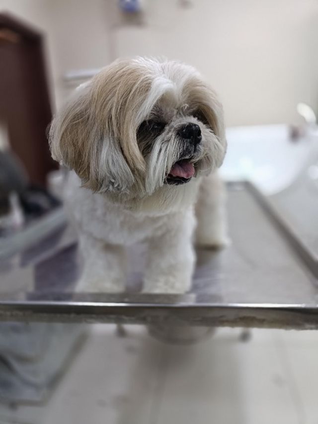 Pet Grooming in Pet grooming by Nave, Karachi | Pet Grooming By Naveed | PetBacker Sindh