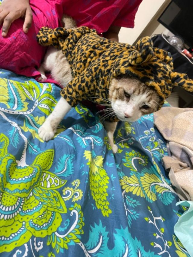 Pet Hotel Home Pet Boarding in Airport road and alf, Abu Dhabi