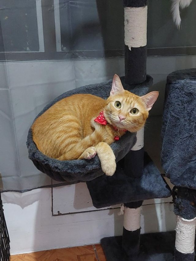 Pet Hotel Home Pet Boarding in Castilla St, Quezon City Eena's Pet