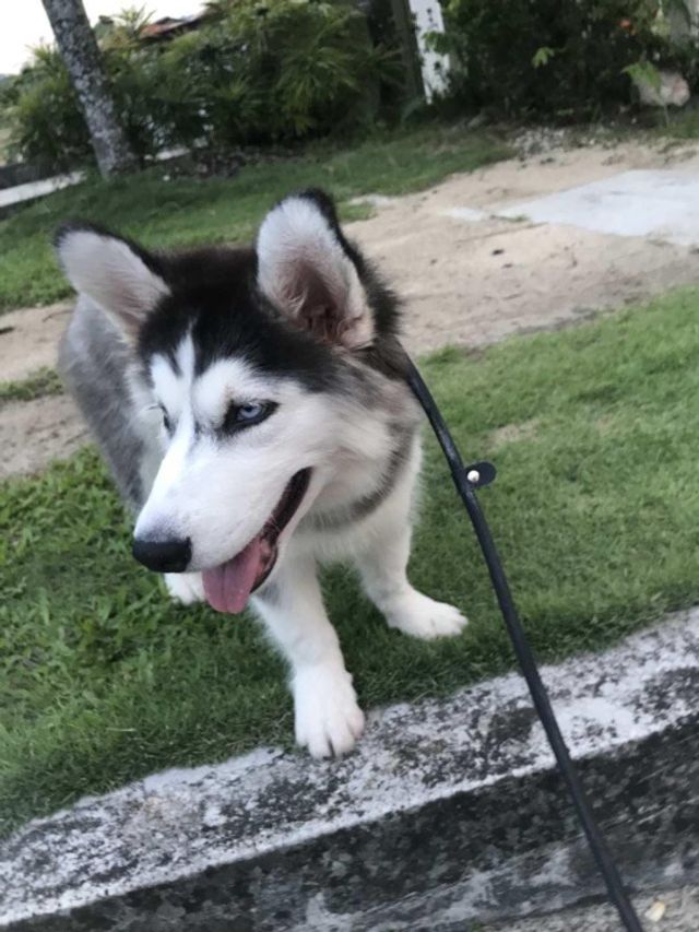 Pet Hotel Home Pet Boarding in Mount Austin, Johor , Ulu Tiram Paw