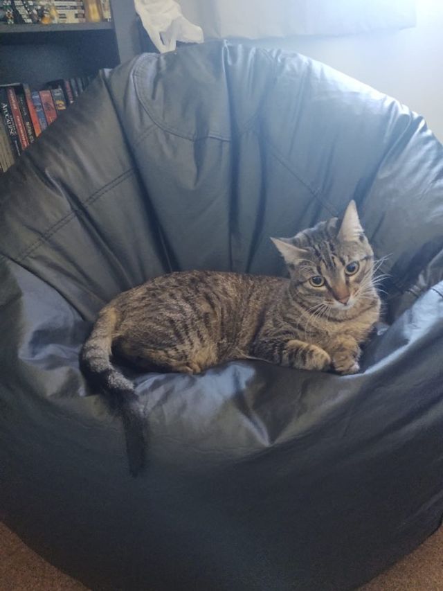 Pet Sitter in W12, London Rafa’s Pet Sitting PetBacker England