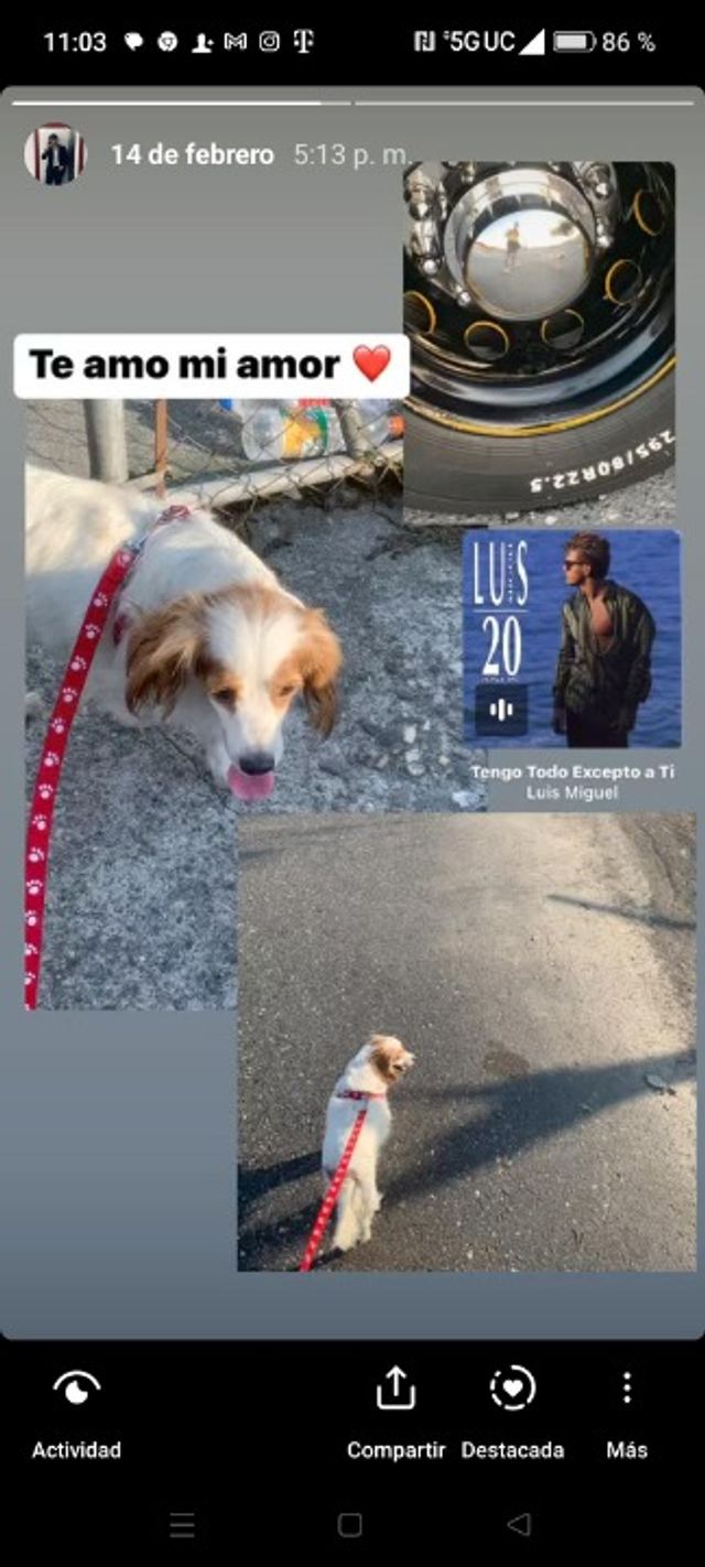 ダラス、ジュピターロードで犬の散歩|グレゴリオ・パセオ・デ・パピー
