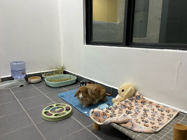 Pet Hotel Home Pet Boarding in Puchong, Kinrara, Puchong Binky