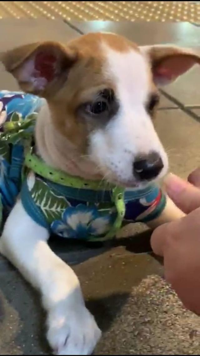 Dog Walking in Tampines, Tampines Pawbile Grooming Tampines