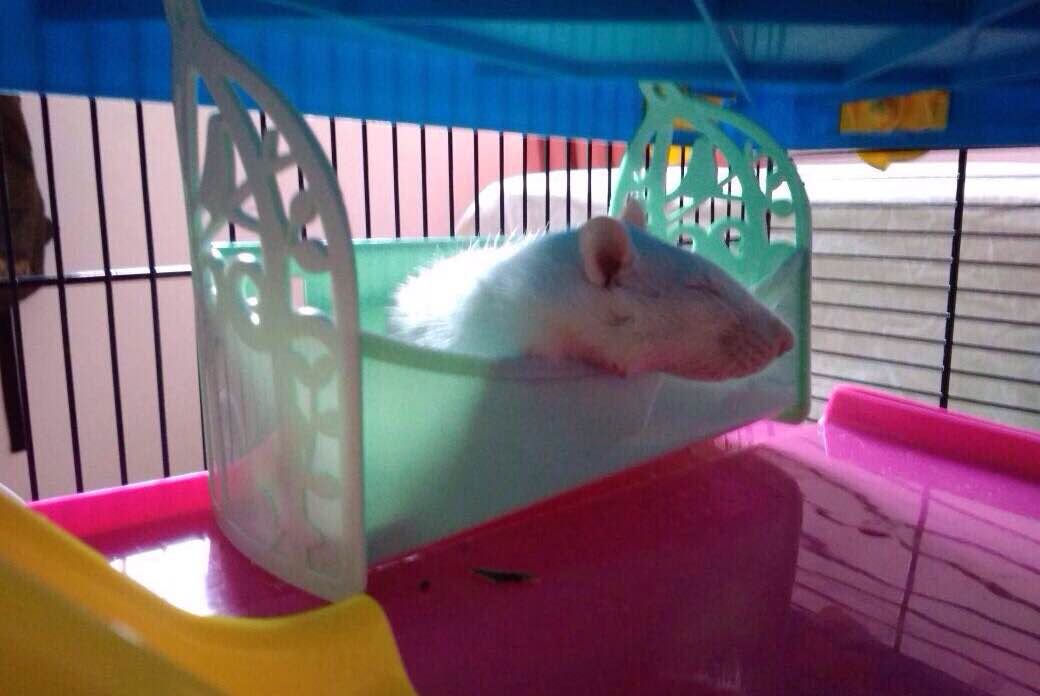 Toa Payoh Pet Sitters Prices & Reviews PetBacker