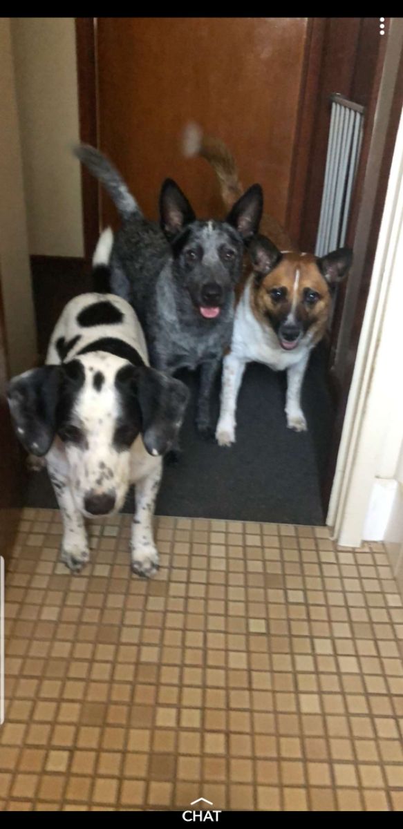 Top Pet House Sitting in Central Coast with Best Prices on PetBacker