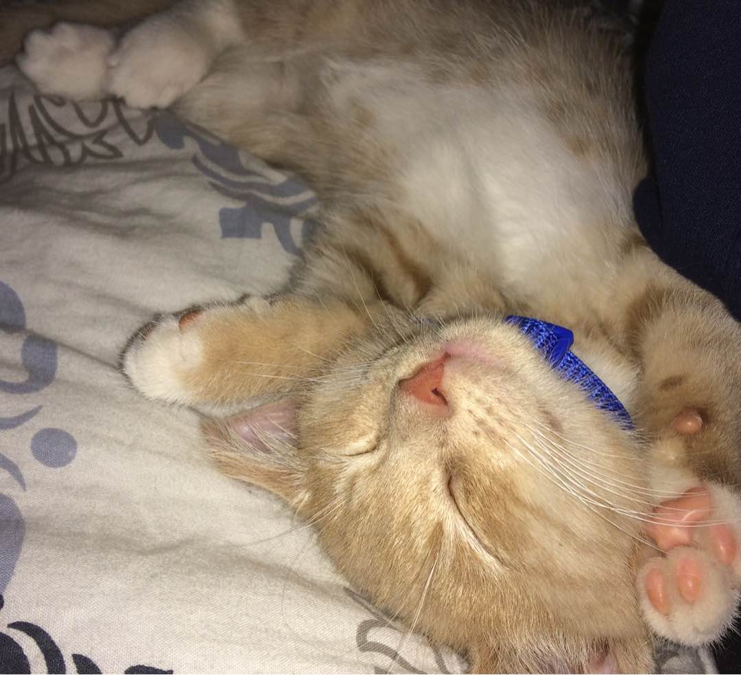 North Greenbush Best Pet Boarding, Grooming for Dogs, Cats with Pickup