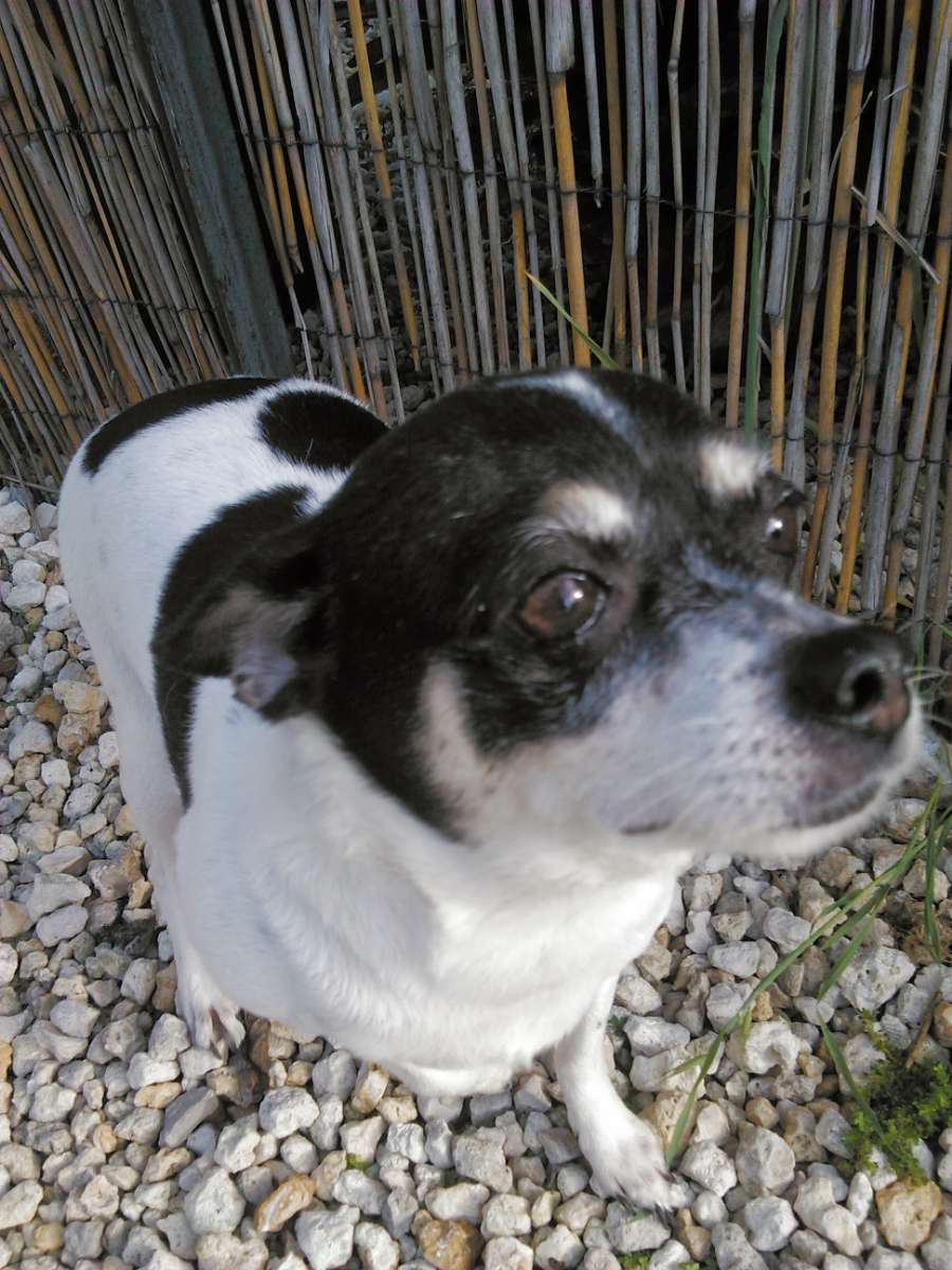 Lehigh Acres Best Pet Boarding, Grooming for Dogs, Cats with Pickup PetBacker Florida