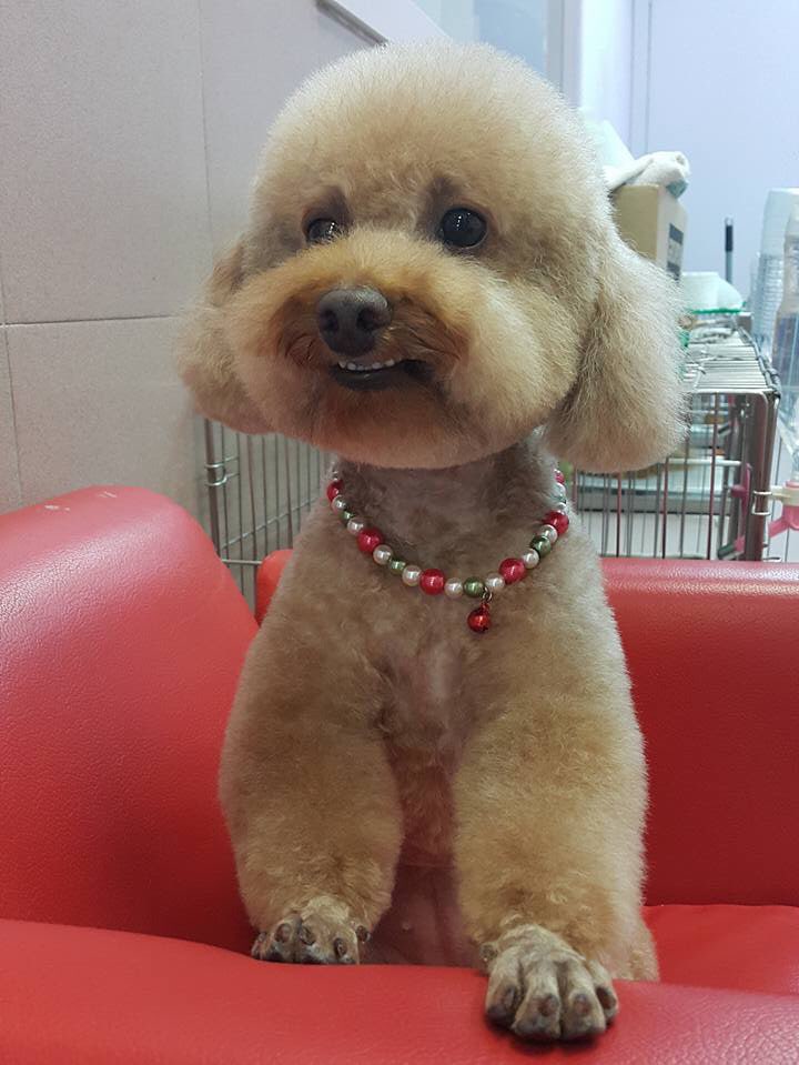 Kajang Best Pet Boarding Grooming For Dogs Cats With Pickup Petbacker Selangor