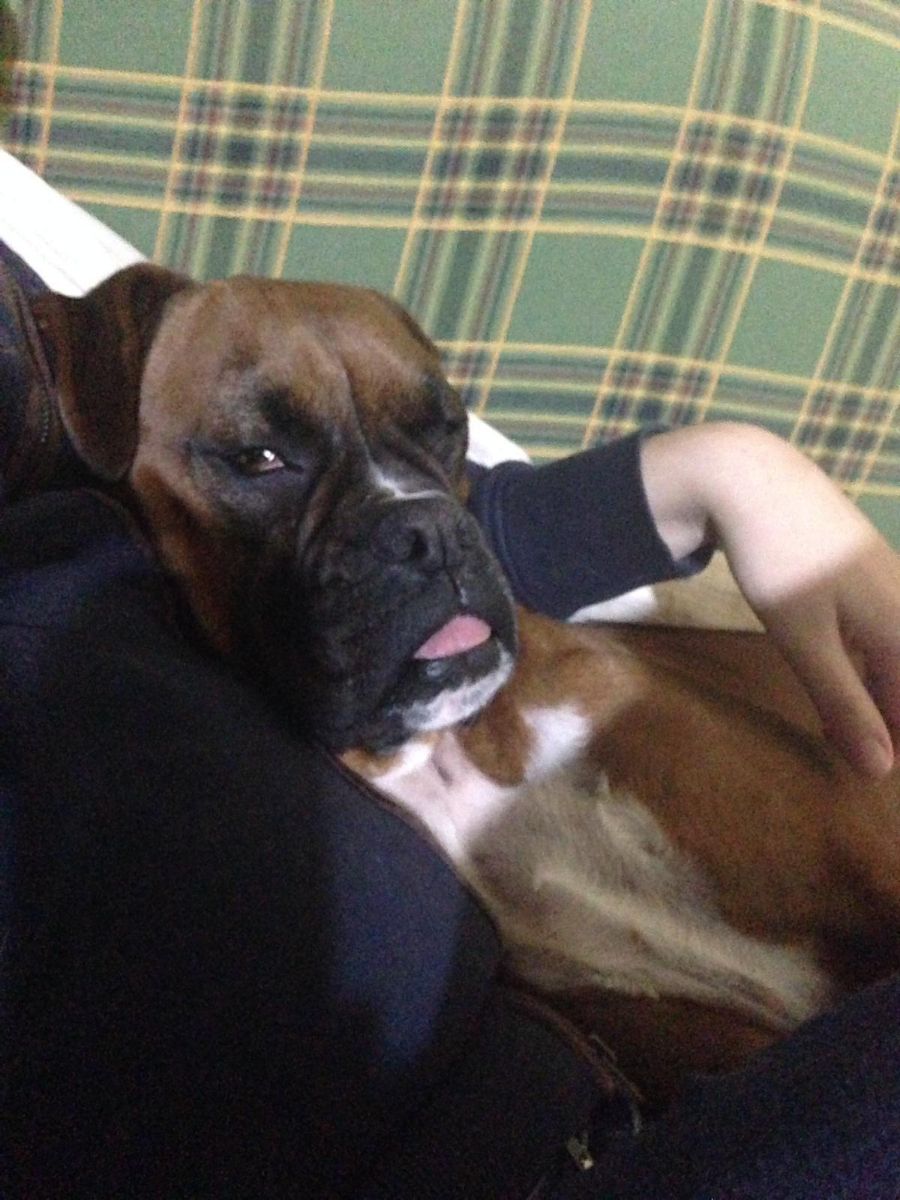 Victoria Pet Grooming Prices & Reviews PetBacker