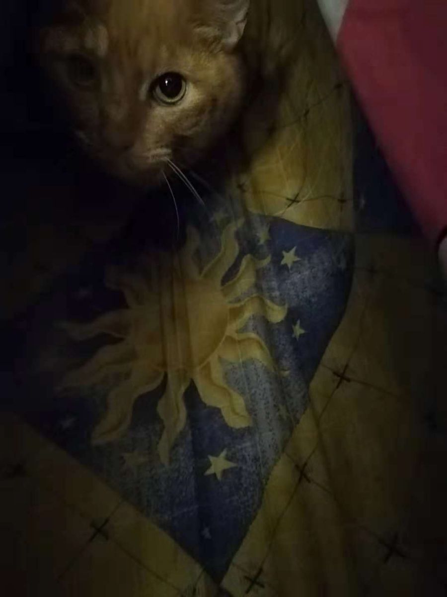 Penginapan Haiwan di Cheras dengan Harga Terbaik oleh PetBacker