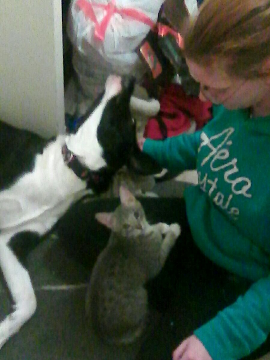 Belleville Best Pet Boarding, Grooming for Dogs, Cats with Pickup