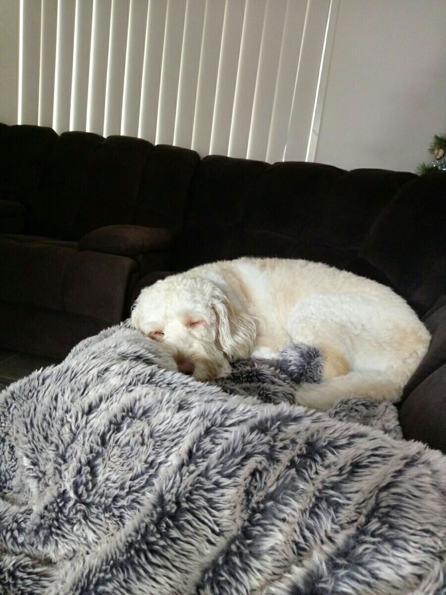 Top Dog Boarding in Narangba with Best Prices on PetBacker