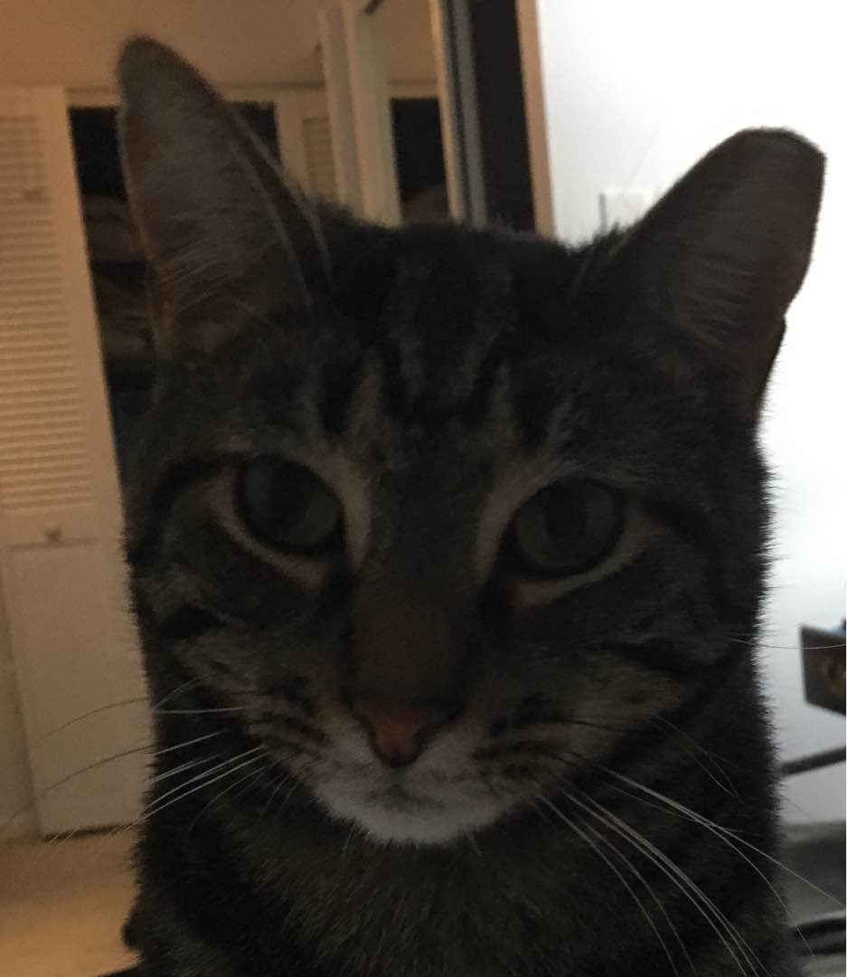 Chadds Ford Best Pet Boarding, Grooming for Dogs, Cats with Pickup PetBacker Pennsylvania