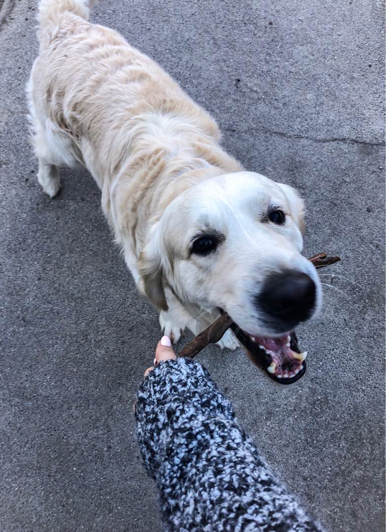 Vienna Haustier Unterkünfte, Taxi, Pflege für Hunde, Katzen in deiner