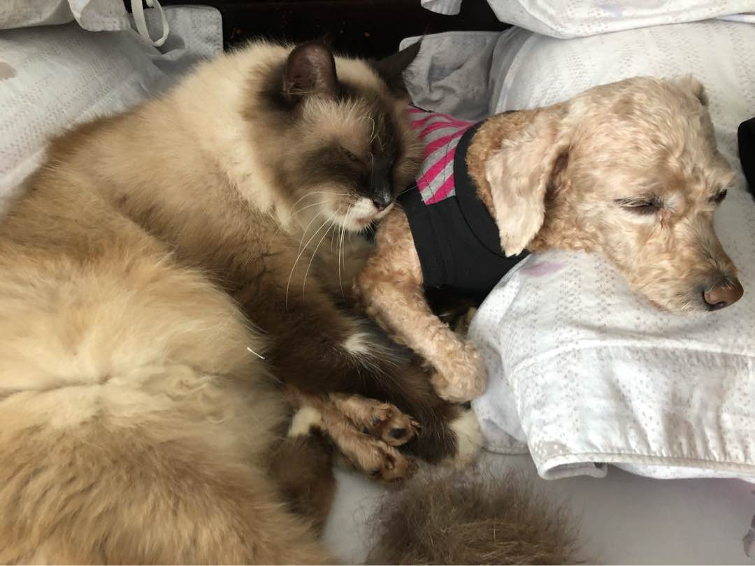 Top Dog Boarding in Melbourne