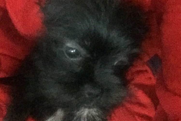 Top Cat Sitters in Gainsborough Dn21 with Best Prices on PetBacker