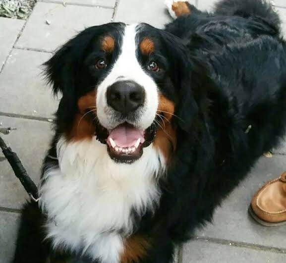 ptsd veteran service dog vest