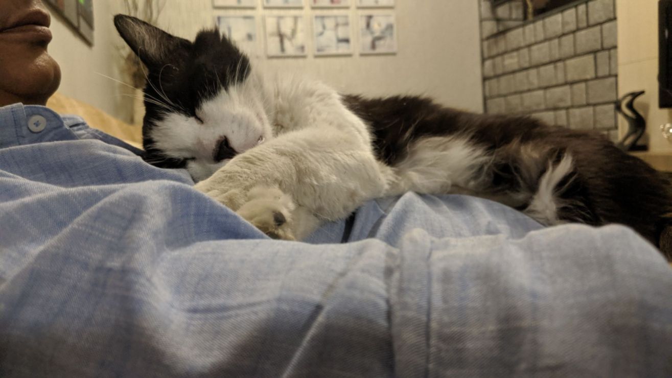 Cat Boarding in Chennai with Best Prices on PetBacker