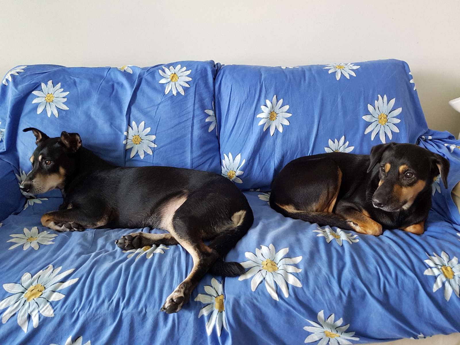 Tiong Bahru Best Pet Boarding, Grooming for Dogs, Cats with Pickup