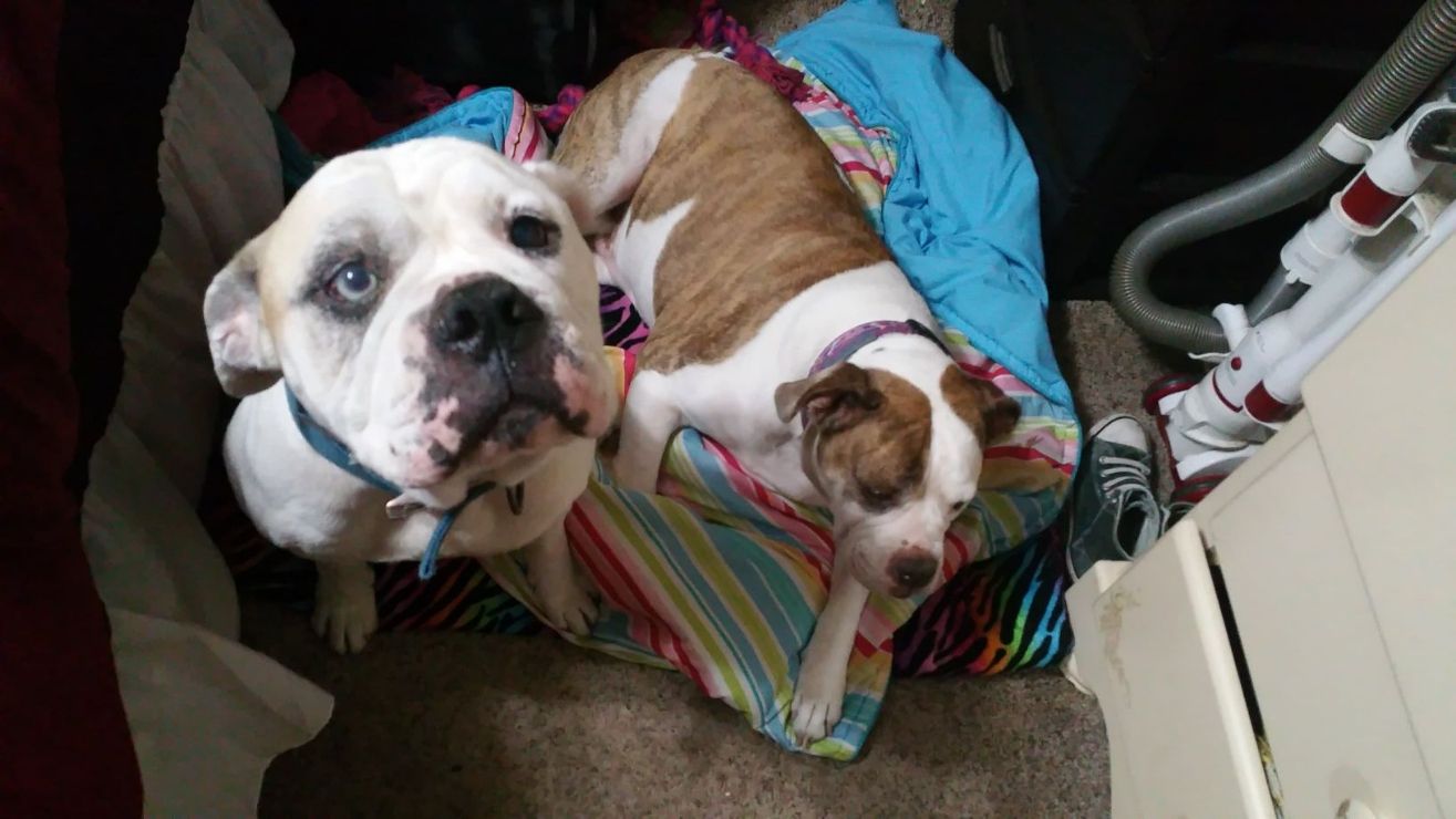 Pawleys Island Best Pet Boarding, Grooming for Dogs, Cats with Pickup