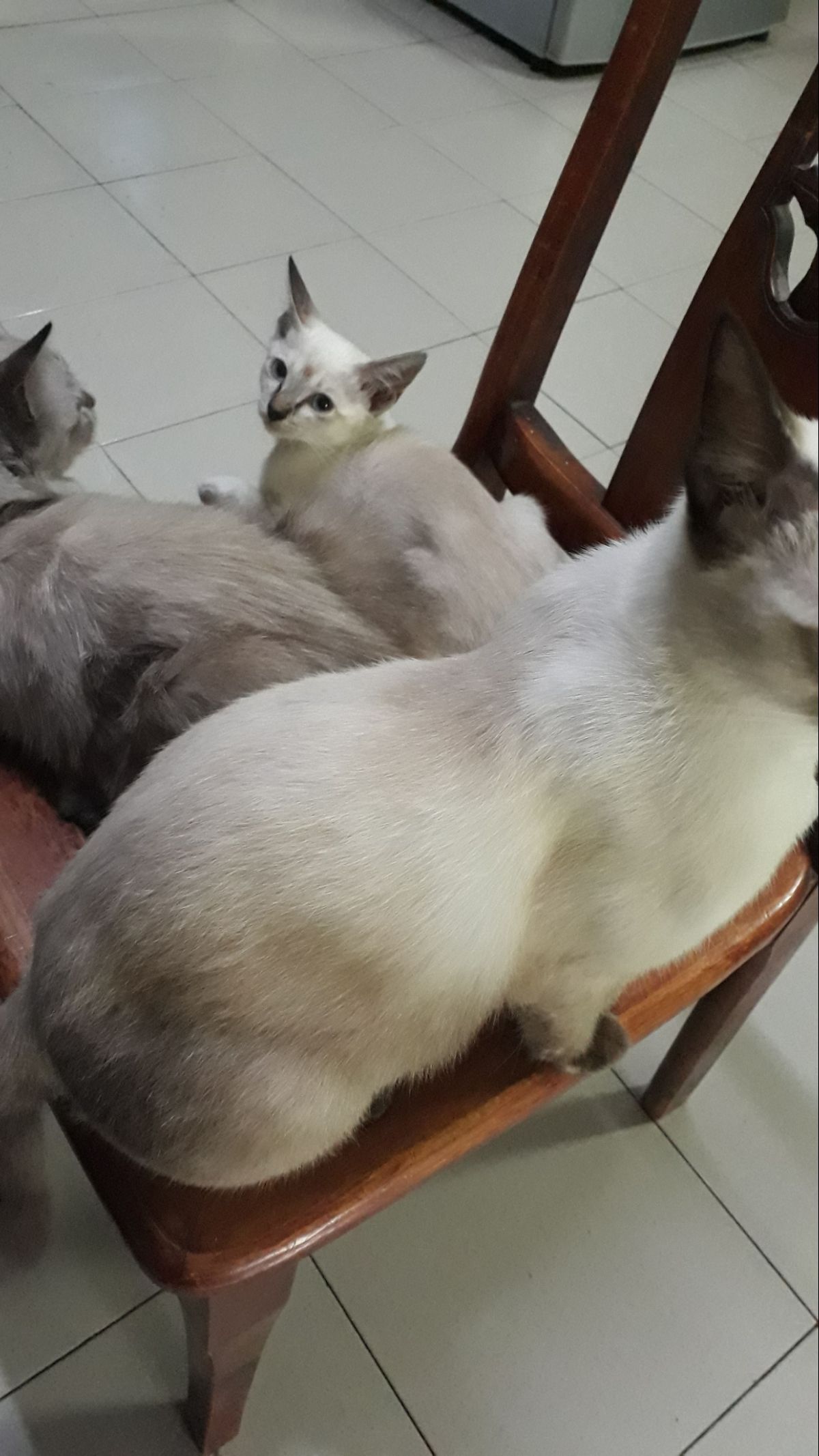 Cat Boarding in Johor Bahru with Best Prices on PetBacker