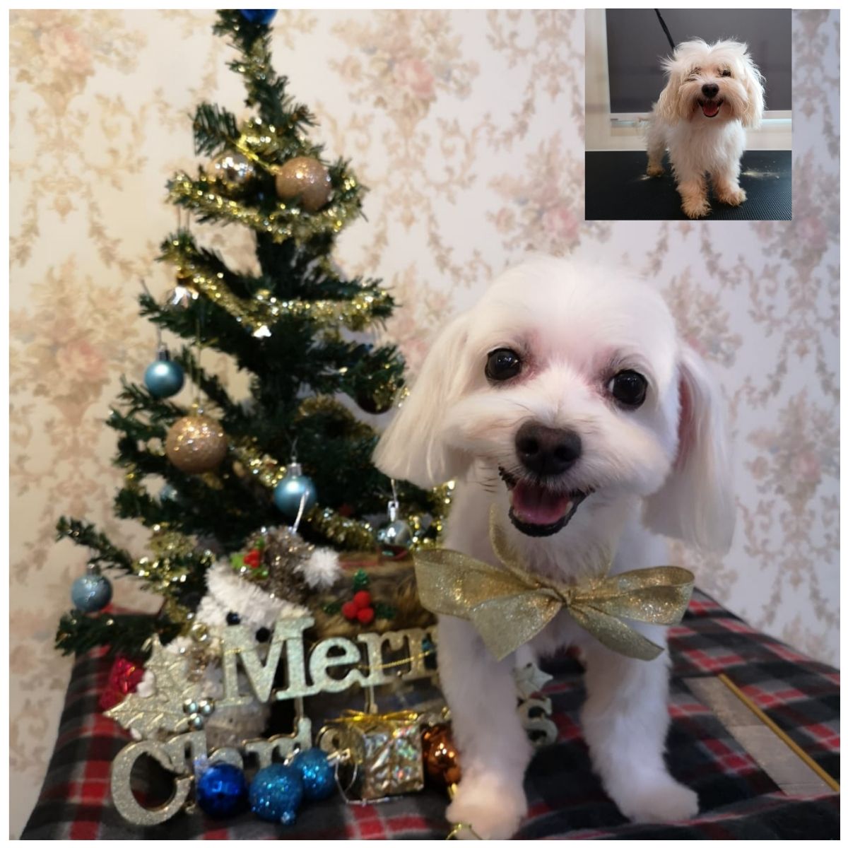 Dog Grooming in Tampines with Best Prices on PetBacker